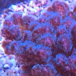 Pocillopora Pocillopora