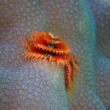 Porites Porites