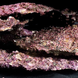 Real Reef Rock Real Reef Rock