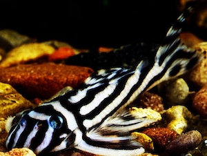 Zierfisch Raritäten Zierfisch Raritäten