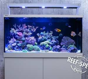 Red Sea Aquarium Red Sea Aquarium