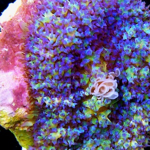 Rhodactis Rhodactis