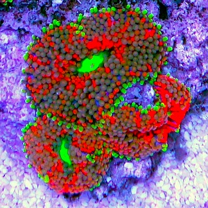 Ricordea Ricordea