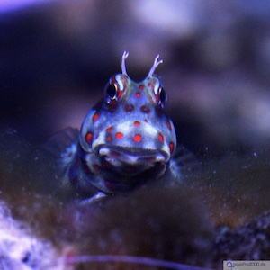 Blennies - Schleimfische Blennies - Schleimfische