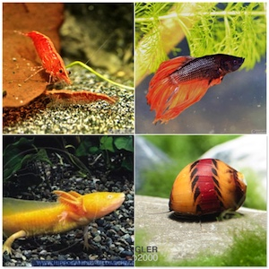 Fische Garnelen Schnecken Fische Garnelen Schnecken