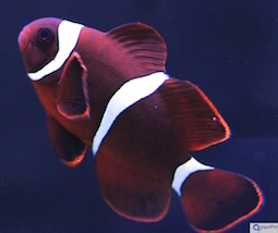 Anemonenfische Anemonenfische