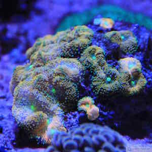 Scheibenanemonen Scheibenanemonen