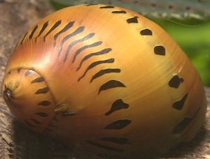 Aquarium Schnecken Aquarium Schnecken