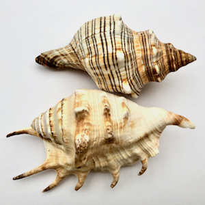 Schneckenhäuser Schneckenhäuser