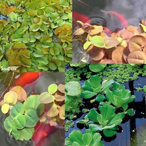 Schwimmpflanzen im Teich Schwimmpflanzen im Teich