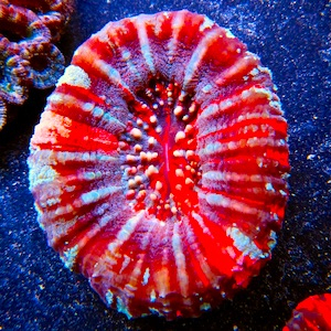 Scolymia Scolymia