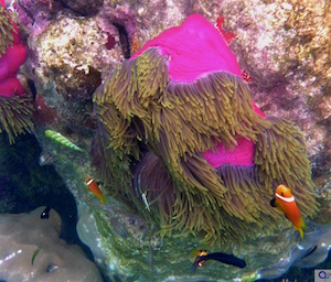 Anemonen Anemonen