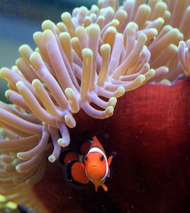 Seeanemonen Seeanemonen