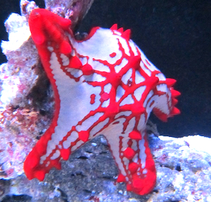 Seesterne-Seeigel Seesterne-Seeigel