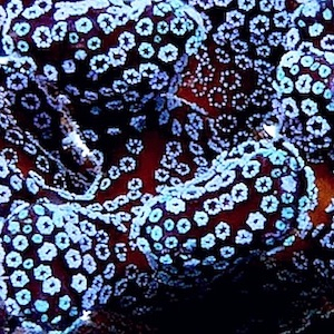 Seriatopora Seriatopora