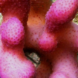 Stylophora Stylophora