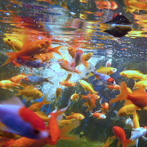 Teichfische Teichfische