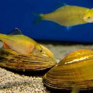 Teichmuschel - Teichschnecke Teichmuschel - Teichschnecke