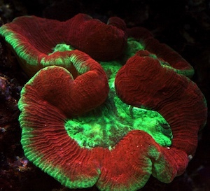 Trachyphyllia Trachyphyllia