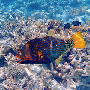 Drückerfische Drückerfische