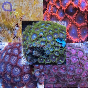 Krustenanemone-Zoanthus Krustenanemone-Zoanthus