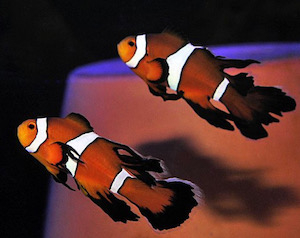 Anemonenfisch Zuchtformen Anemonenfisch Zuchtformen
