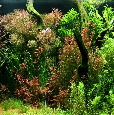 Aquarium Starterbakterien Aquarium Starterbakterien