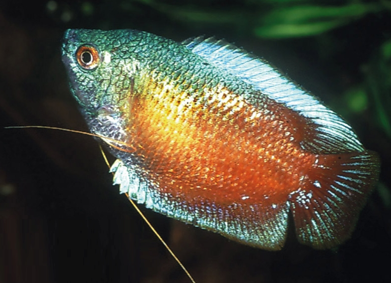 Fadenfische & Guramis Fadenfische & Guramis