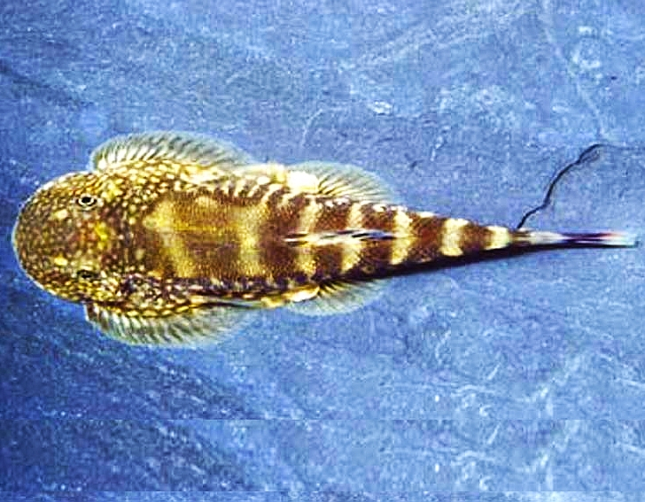 Flossensauger Flossensauger