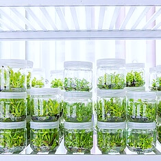 In Vitro Pflanzen