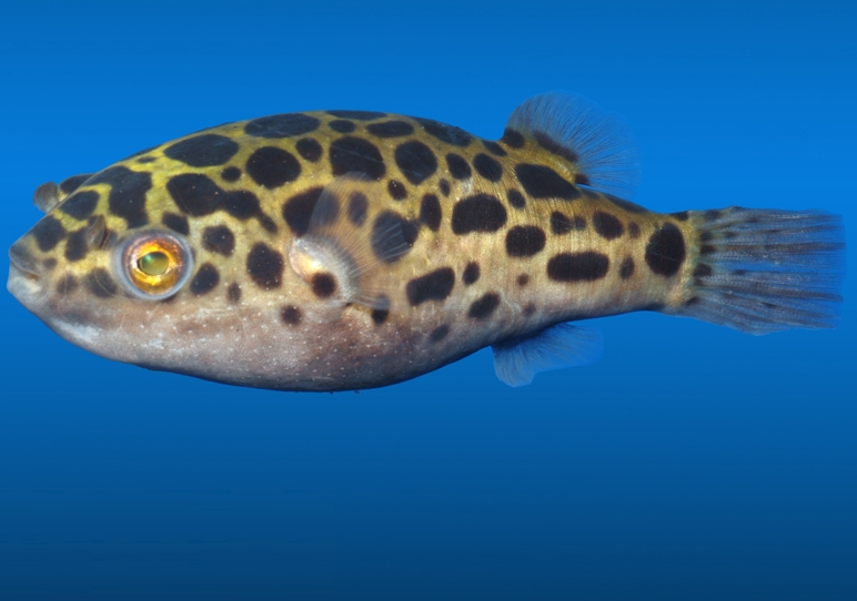 Kugelfische Kugelfische