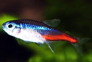 Salmler Salmler