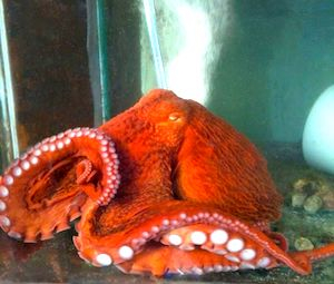 Tintenfisch: Krake - Oktopus - Sepia Tintenfisch: Krake - Oktopus - Sepia