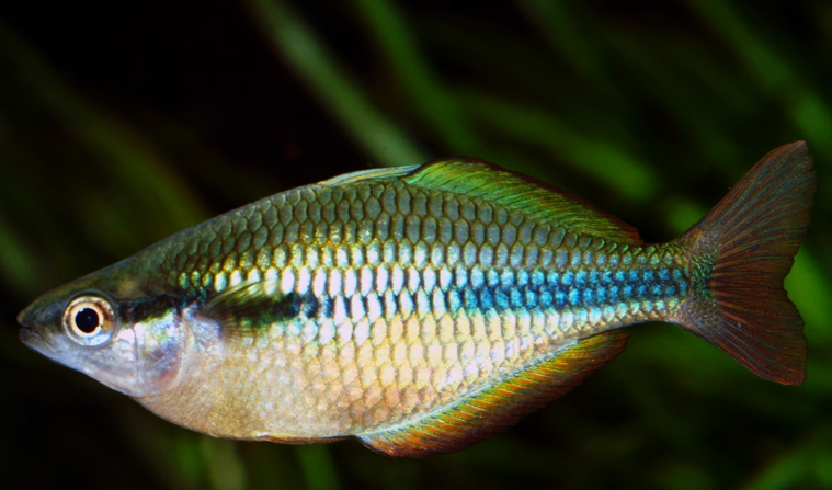 Regenbogenfische Regenbogenfische
