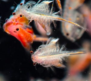 Lebendfutter für Fische Lebendfutter für Fische