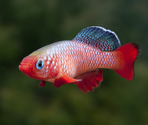 Killifische Killifische