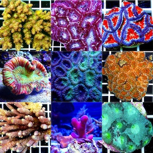 WYSIWYG Meerwassertiere WYSIWYG Meerwassertiere
