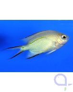 Acanthochromis polyacanthus - Schwalbenschwanz-Riffbarsch