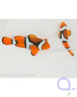 Echter Clownfisch Amphiprion percula