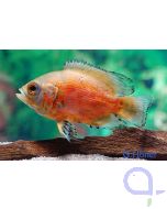 Red Oscar - Roter Oskar - Astronotus ocellatus
