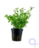 Bacopa monnieri 'Compact' - Kleines Fettblatt