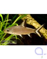 Haibarbe - Balantiocheilos melanopterus