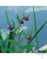 Symphytum officinale - Gemeiner Beinwell