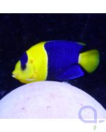 Centropyge bicolor Blaugelber Zwergkaiserfisch