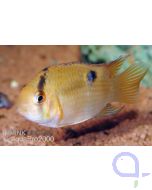 Cleithracara maronii - Maronibuntbarsch