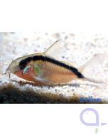 Stromlinien-Panzerwels - Corydoras arcuatus