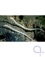 Corythoichthys intestinalis - Drachenkopf-Seenadel