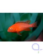 Aulonocara sp. Dragon Blood Albino