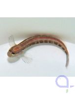 Ecsenius lineatus - Gestreifter Blenny