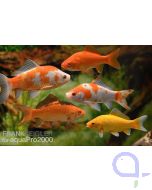 Goldfisch Mix - Carassius auratus - 5 Stück